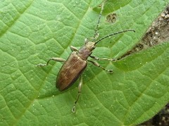 Donacia marginata