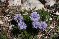 Globularia cordifolia