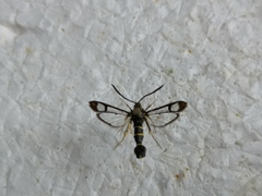 Synanthedon loranthi