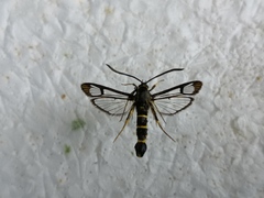 Synanthedon loranthi