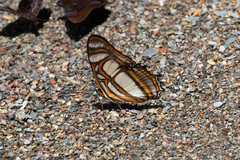 Metamorpha elissa