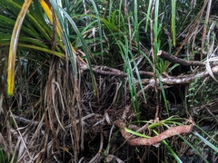 Pleurotus parsonsiae