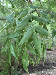 Fraxinus angustifolia oxycarpa