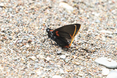 Pyrrhopyge