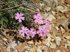 Phlox amabilis