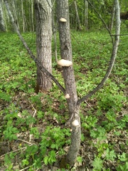 Pleurotus calyptratus