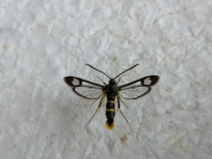 Synanthedon loranthi
