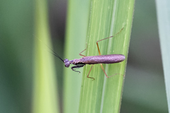 Spilomantis occipitalis