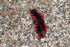 Haemactis sanguinalis