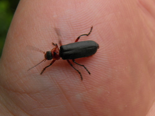 Raudonkojis Minkštavabalis