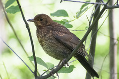 Turdus merula