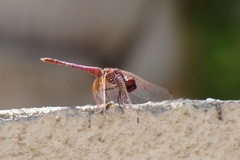 Trithemis annulata