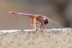 Trithemis annulata