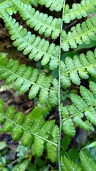 Diplazium kawakamii
