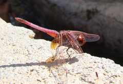 Trithemis annulata