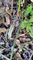 Diplazium kawakamii