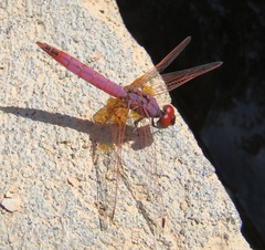 Trithemis annulata