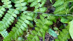 Diplazium kawakamii