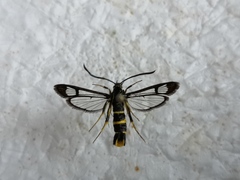 Synanthedon loranthi