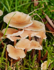 Collybia eucalyptorum