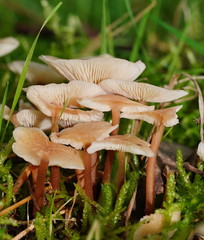 Collybia eucalyptorum