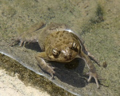 Sclerophrys arabica