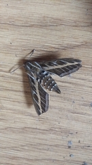 Hyles livornica