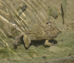 Sclerophrys arabica