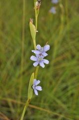 Aristea torulosa