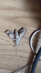 Hyles livornica