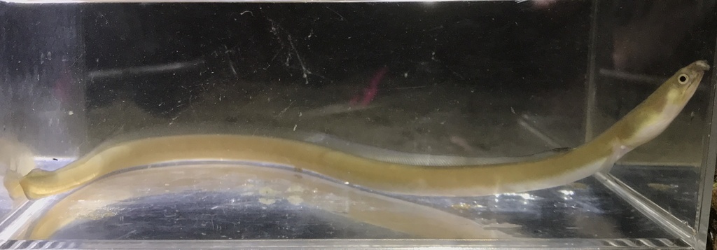 Longfin Snake-Eel
