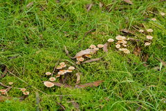Collybia eucalyptorum