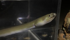 Pisodonophis cancrivorus