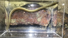 Pisodonophis cancrivorus