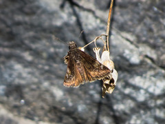 Erynnis lucilius