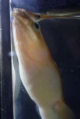 Pisodonophis cancrivorus