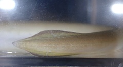 Pisodonophis cancrivorus