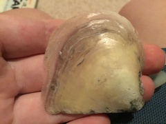 Pterioidea