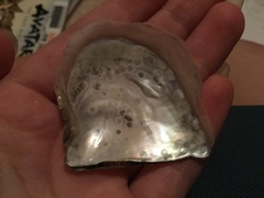 Pterioidea
