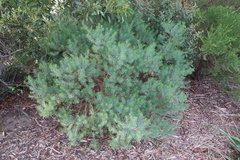 Olearia glutinosa