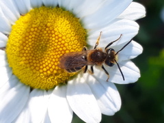 Andrena labialis