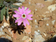 Phlox amabilis
