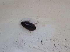 Sternolophus rufipes