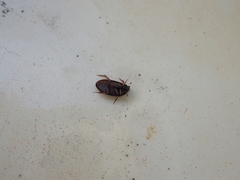 Sternolophus rufipes