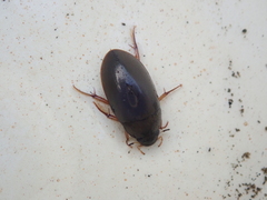 Sternolophus rufipes