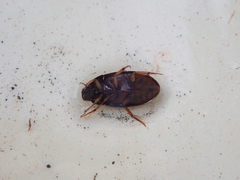 Sternolophus rufipes