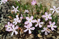 Phlox hoodii canescens
