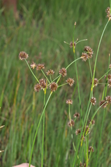 Juncus oxycarpus
