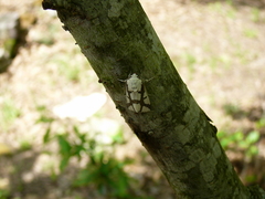 Euerythra phasma