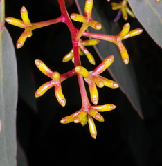 Eucalyptus behriana